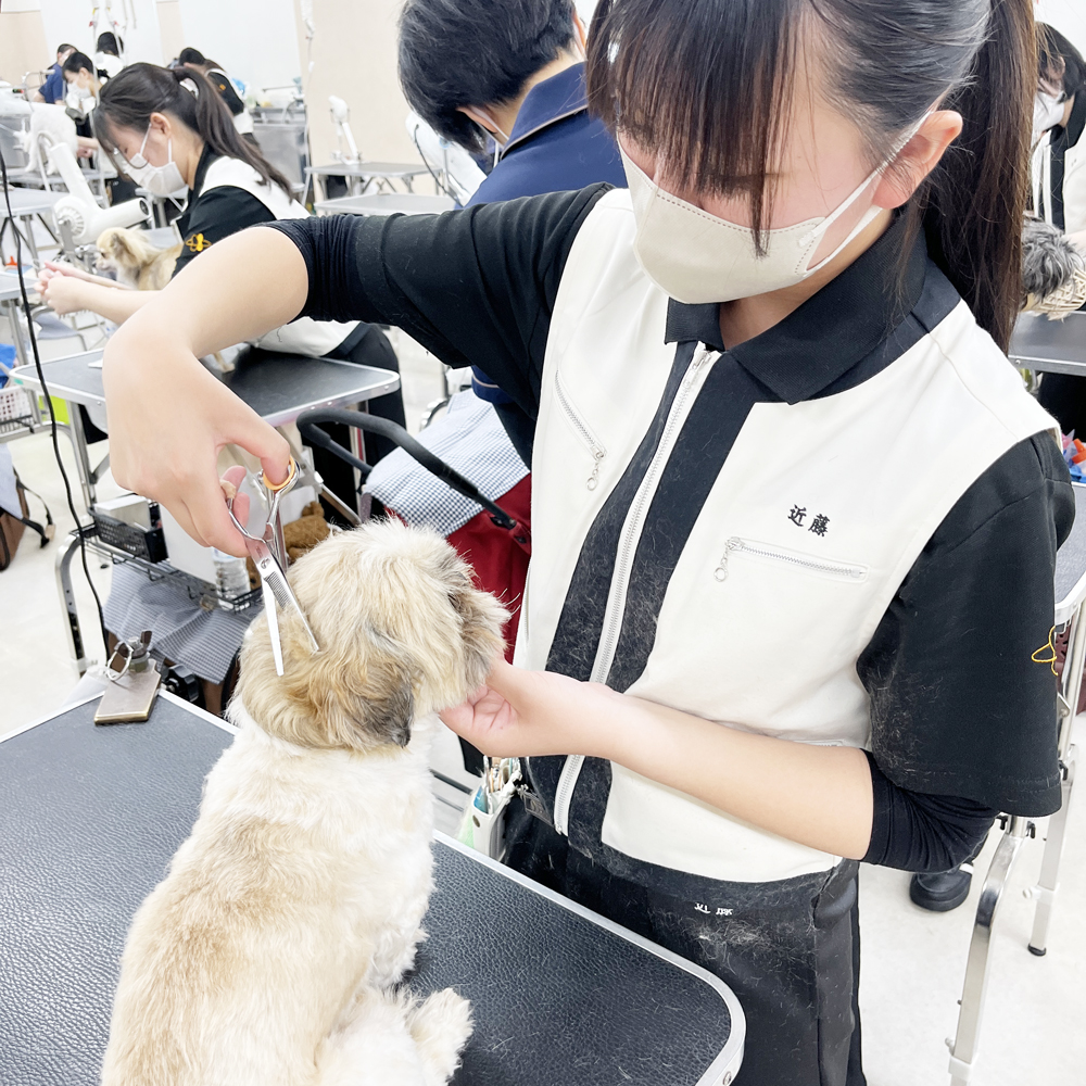 お客様の愛犬をトリミング！①